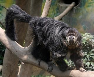 Pithecia%20monachus,%20Alex%20Meyer,%20Huachipa%20Zoo,%20Peru%203.JPG