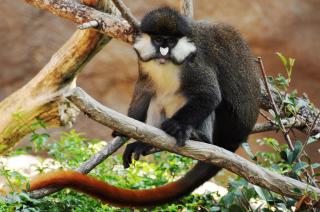 Zoo welcomes playful pair of red-tailed monkeys