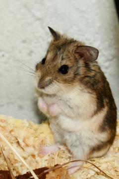 How old does a hamster get? † Avonturia