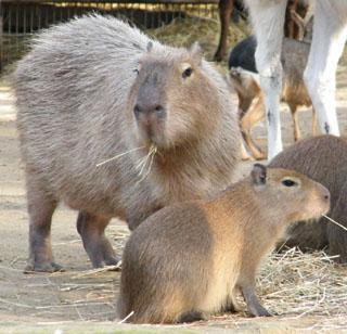 Capybara  Alexandria Zoo