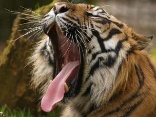 By-Bers Brillenhalter Zoo Eule Löwe Tiger Nashorn Panther Nilpferd