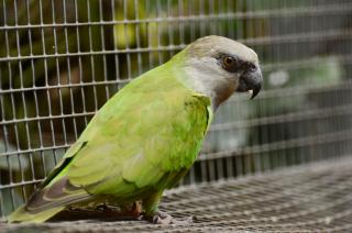 2 nids special croupion rouge,bonnet bleu ou stanley,conure,pirrurha,senegal