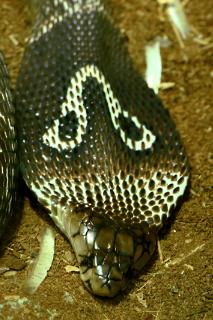 A raríssima cobra azul  Schöne schlangen, Reptilien und amphibien