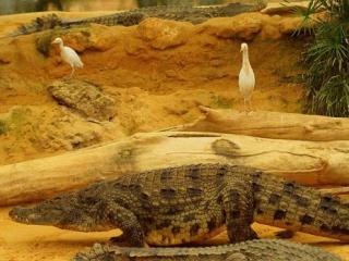 Nile Crocodile – Ivory – Himalayan