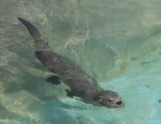 Ophelia the Californian Sea Otter: Busto, Tori: 9798885273480