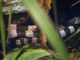 A raríssima cobra azul  Schöne schlangen, Reptilien und amphibien