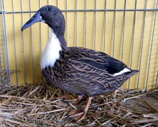 dutch hookbill ducks