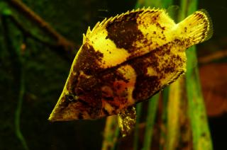 south american leaf fish