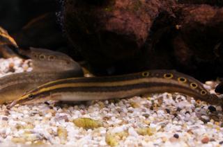 zebra spiny eel