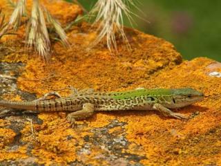 Italian Wall Lizards—Our New Neighbors: Adults/Children 6+